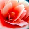 Flower power