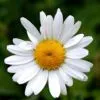 Flower power II