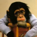 monkey