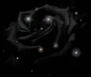 Black Rose
