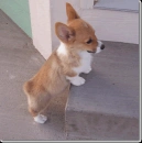 Corgi