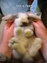 Rabbit