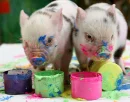Painty Pigs
