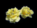 yelow
