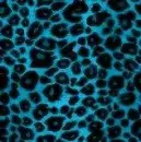 Blue leopard
