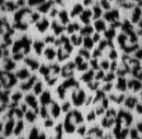 Grey leopard 2