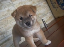 Puppy