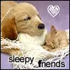 cat and dog