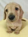cute puppy