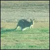 Kangaroo