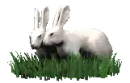 rabbits in love