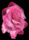 pink rose netting