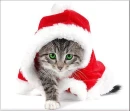 Kitten Christmas