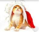 Kitten Christmas