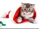 Kitten Christmas