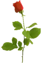 long stemmed red rose