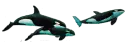 Whales