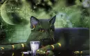 cat