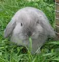 rabbits rock