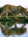 leopard by the water