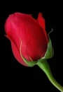 red rose