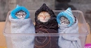 kitties