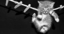 cute cat