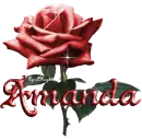 red rose amanda