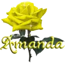 yellow rose amanda