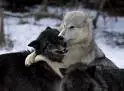 wolf fun