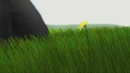 field with flower