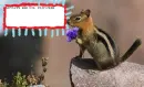 pretty flowers