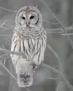 owls