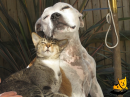 dog and cats