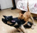 evil cats