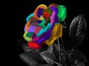 Rainbw Rose