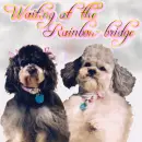 Waiting at Rainbow Bridge