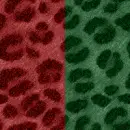 green & red Leopard
