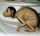 ugly creature
