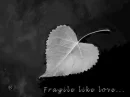Fragile like love
