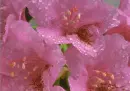 Dew Covered Rose