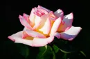 pink roses