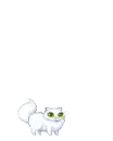 kitty 