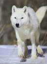  white wolf