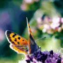Butterfly. 
