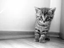 Cute Cat.