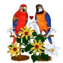 love parrots
