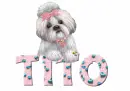 cute dog tito