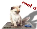 Cat :) 