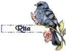 Blue Bird - Rita